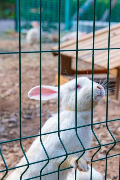 Affectionate White Rabbit Approaches Cage High Quality Photo — ストック写真