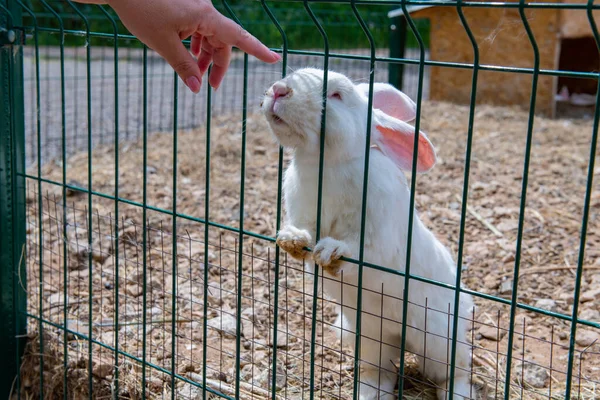 Affectionate White Rabbit Approaches Cage High Quality Photo — Stock Photo, Image
