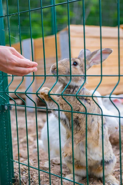 Yetişkin Gri Tavşan Parmaklıkların Arasından Yiyor Yüksek Kalite Fotoğraf — Stok fotoğraf