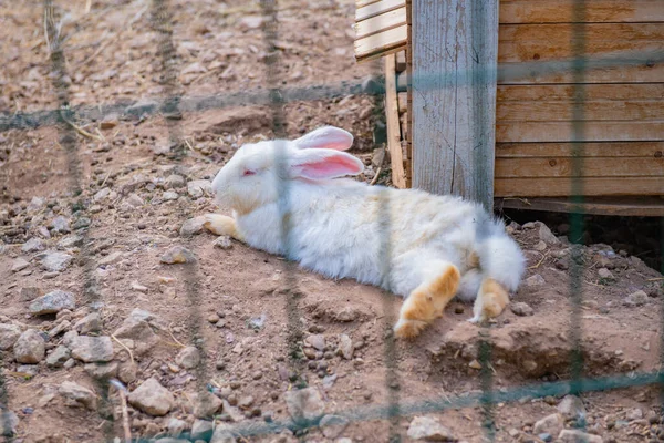 Many White Gray Rabbits Walk Pen High Quality Photo — Stock Photo, Image