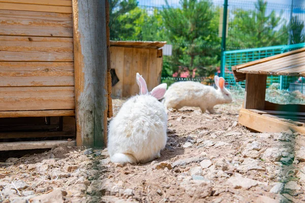 Several White Rabbits Sit Cage High Quality Photo — Φωτογραφία Αρχείου