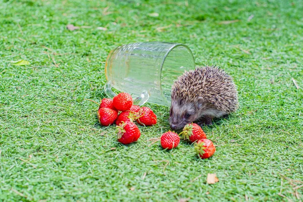 Prickly Hedgehog Clearing Red Strawberries High Quality Photo — Photo