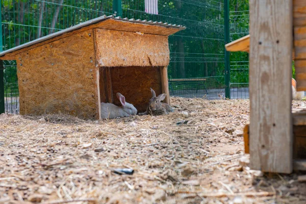several rabbits lie in a cage in a house. High quality photo