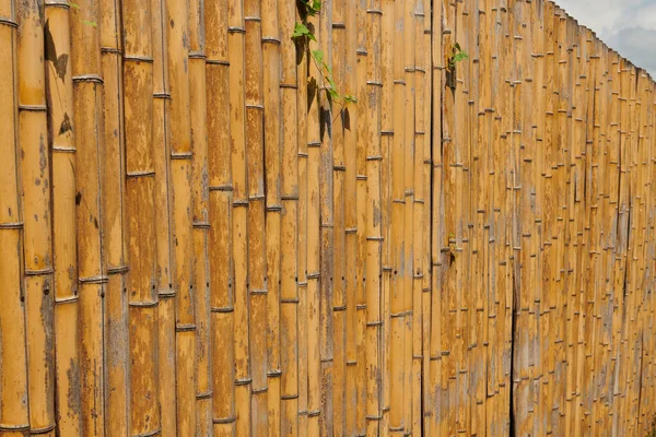 Decorative Bamboo Botanical Garden Batumi High Quality Photo — Stock fotografie