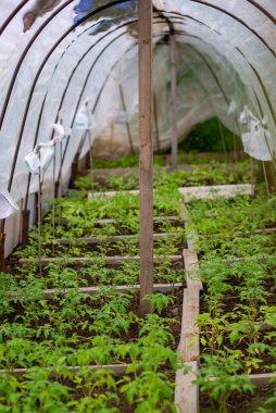 a lot of tomato seedlings grow in a greenhouse. High quality photo