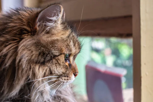 Portrait Fluffy Gray Young Cat High Quality Photo — Photo