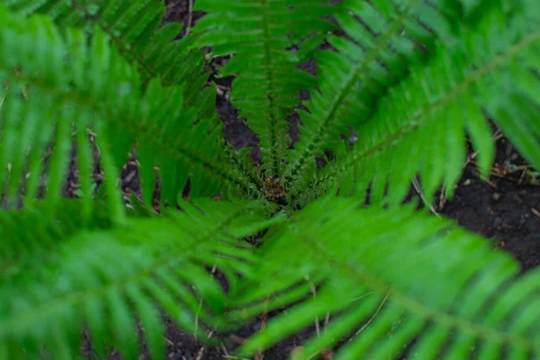 One Green Fern Grows Lawn High Quality Photo — 스톡 사진