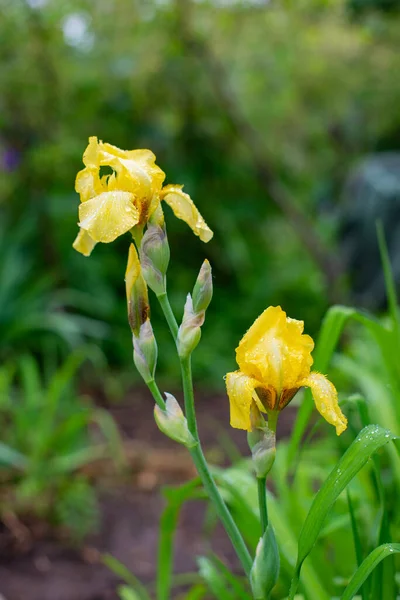 yellow irises bloom in summer on the lawn. High quality photo