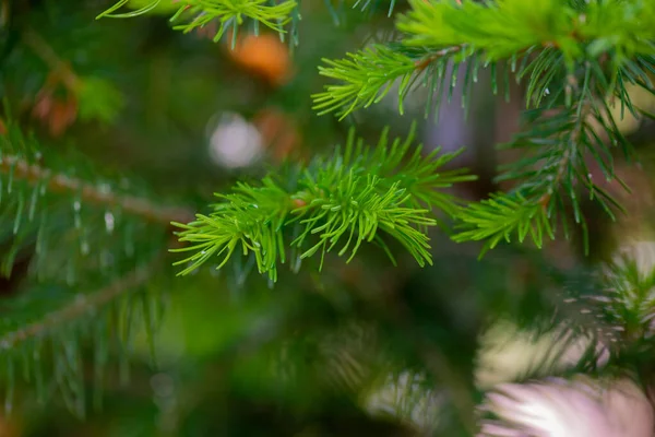 Spruce Branch Juicy Green Color Summer Rain High Quality Photo — ストック写真