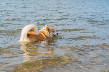 dog breed royal corgi bathes in the river. High quality photo