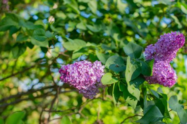 branch of lilac lilac blooms in spring. High quality photo