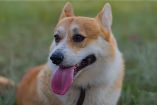 kind corgi royal sits on the grass. High quality photo