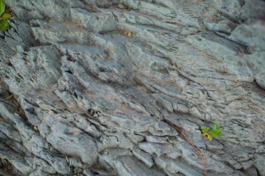 textured texture of the stone by the river. High quality photo