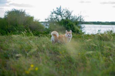 royal corgi in the steppe walks alone. High quality photo