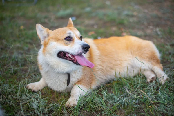 dog corgi royal lies on the grass. High quality photo