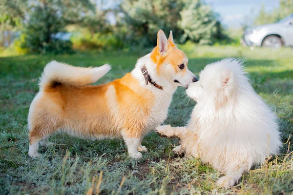 funny dogs corgi and samoyed play on the grass. High quality photo