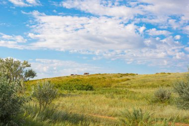 green steppe with clouds and blue sky in Kazakhstan. High quality photo