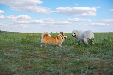 two dogs play outdoors on the grass. High quality photo
