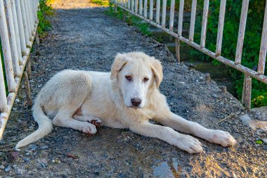 Beyaz bir köpek kaldırımda yatıyor. Yüksek kalite fotoğraf