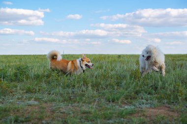 two purebred dogs play outdoors on the grass. High quality photo