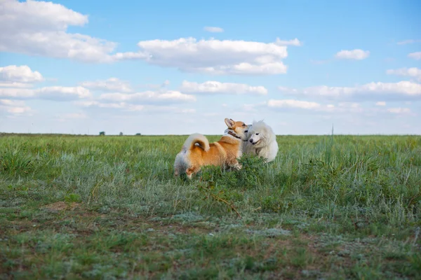 Samoyed Corgi Dogs Play Nature High Quality Photo — Stock Fotó
