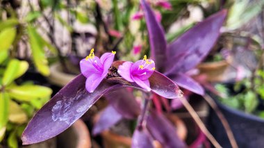 Little purples blooming in a Kitchen garden