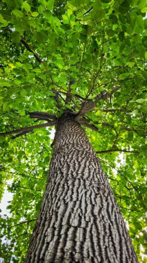 Tall and beautiful tree in a park