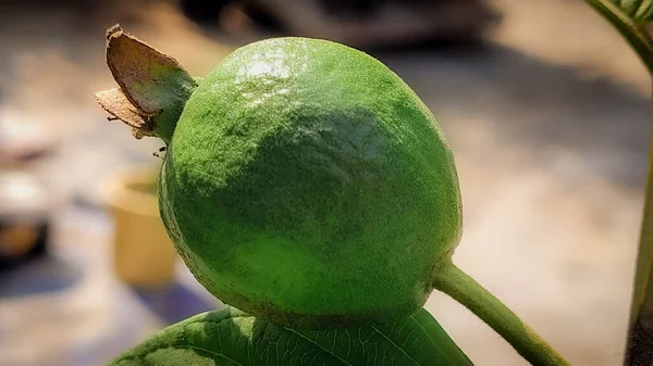 Guava Grown Home Kitchen Garden — Stock Fotó