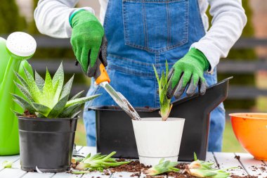 Tulum giyen bir kadın bahçıvan saksı toprağı, kürek ve eldiven kullanarak yeni haworthia fasciata bitkileri dikiyor. Hobi, yeşil parmak, bahçe kavramları.. 