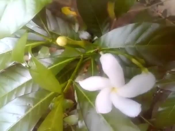 Formato Jasmine Flower Mp4 — Video Stock