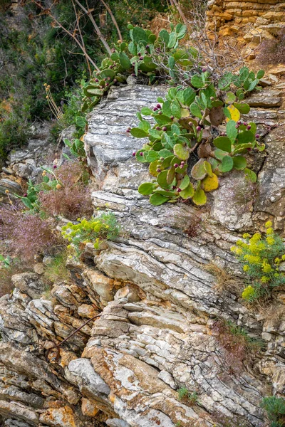 Зеленые кактусы или цветущий кактус крупным планом на скале в Черногории. — стоковое фото