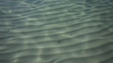 Kum deniz tabanının yüzeyindeki dalgalar berrak ve sakin mavi deniz suyu, sudaki balıklar, doğa dokusu.