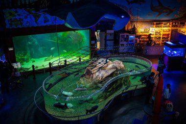 Prag, Çek Cumhuriyeti - 2 Ocak 2022: Prag, Çek Cumhuriyeti 'nde farklı balık ve mercan türlerine sahip güzel akvaryum