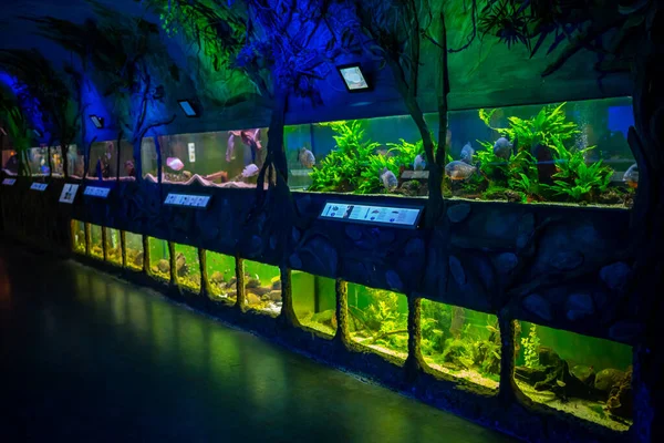 Прага, Чехия - 2 января 2022 года: Красивый аквариум с различными видами рыб и кораллов в неоновом свете в Праге, Чешская Республика — стоковое фото