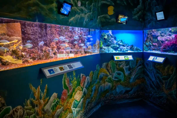 Prague, Czech Republic - January 2, 2022: Beautiful aquarium with different types of fish and corals in the neon light in Prague, Czech republic — Stock Photo, Image