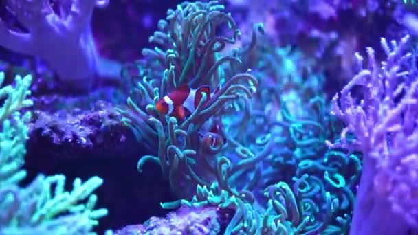 Krásné akvárium s různými druhy ryb a korálů v neonovém světle v Praze — Stock video