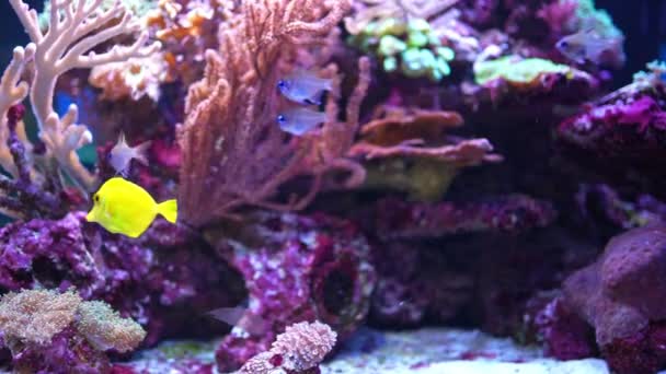 Beautiful aquarium with different types of fish and corals in the neon light in Prague, Czech republic — Stockvideo
