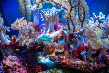 Çek Cumhuriyeti Prag 'da neon ışığı altında farklı balık ve mercan türlerine sahip güzel bir akvaryum.