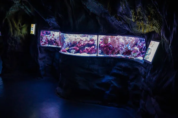 Prague, Czech Republic - January 2, 2022: Beautiful aquarium with different types of fish and corals in the neon light in Prague, Czech republic — Stock Photo, Image