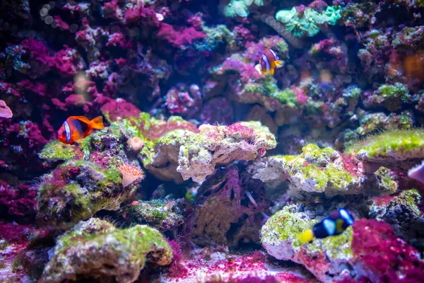 Piękne akwarium z różnymi rodzajami ryb i korali w neonowym świetle w Pradze, Republika Czeska — Zdjęcie stockowe