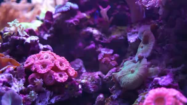 Beautiful aquarium with different types of corals in the neon light in Prague, Czech republic — Stockvideo