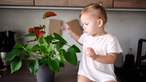 Een baby meisje met een bloem op de keukentafel plezier hebben — Stockvideo