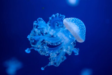 Akvaryumdaki neon ışıkta güzel bir denizanası, doğa arka planı.