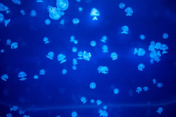 Vackra maneter i neonljus i akvarium, natur bakgrund — Stockfoto