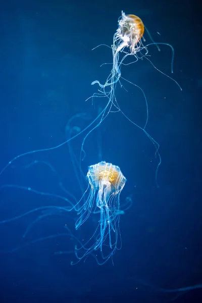 Akvaryumdaki neon ışıkta güzel bir denizanası, doğa arka planı. — Stok fotoğraf