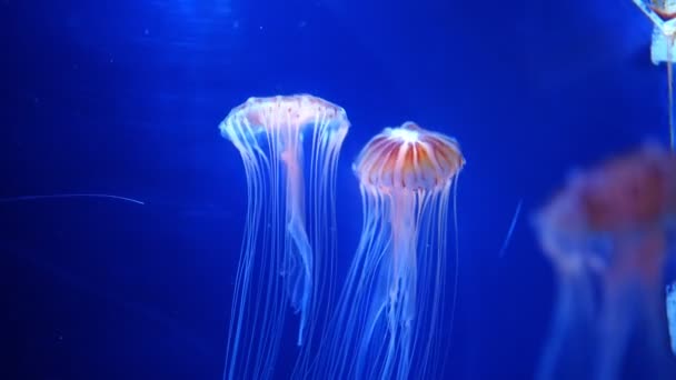 Belles méduses dans la lumière au néon dans l'aquarium, fond nature — Video