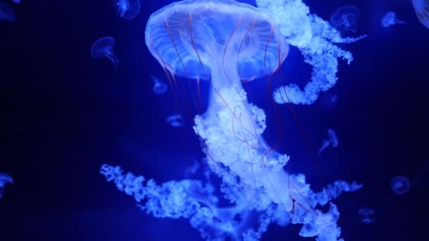 Hermosas medusas en la luz de neón en el acuario, fondo de la naturaleza — Vídeos de Stock