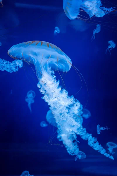 Красивые медузы в неоновом свете в аквариуме, природный фон — стоковое фото
