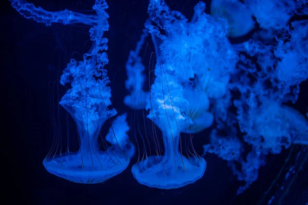 Vackra maneter i neonljus i akvarium, natur bakgrund — Stockfoto