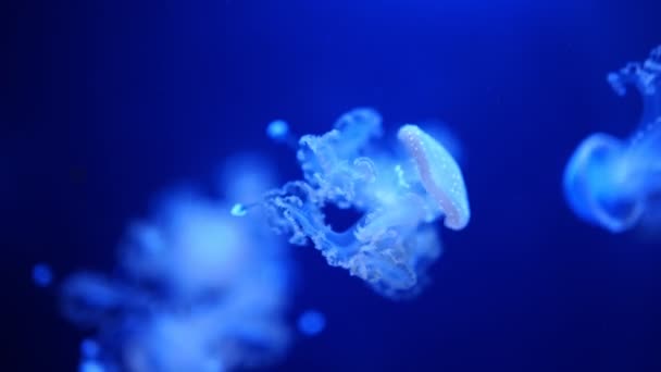 Belles méduses dans la lumière au néon dans l'aquarium, fond nature — Video